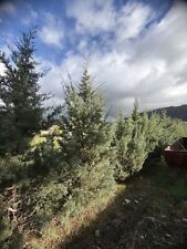 albero di natale vero /